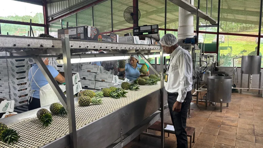 Frutas de Panamá Oeste conquistan mercados de Letonia