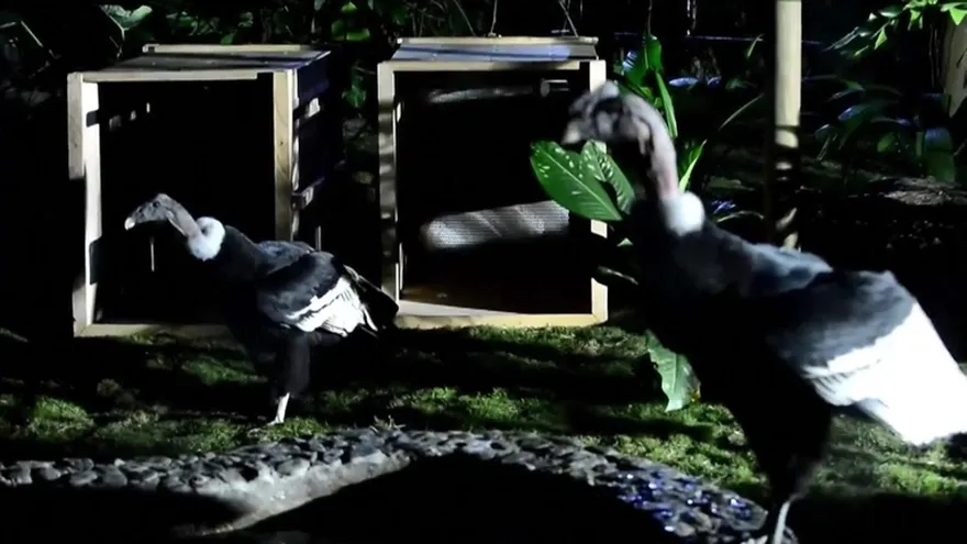 Cóndores chilenos llegaron a Colombia para recuperar su especie