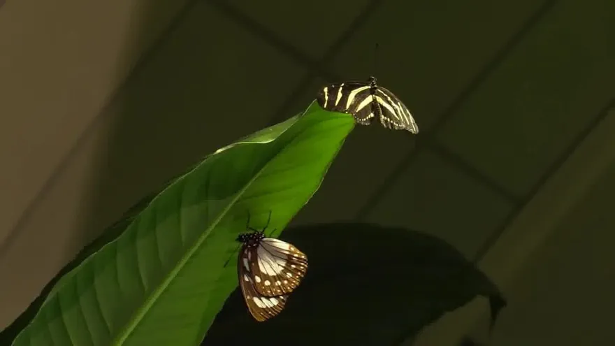 Mariposas de Ecuador o Kenia pasan el invierno en un museo de NY