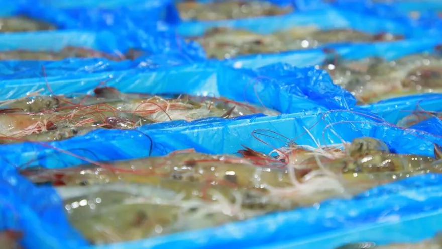 Camarón gana terreno como producto líder en exportaciones