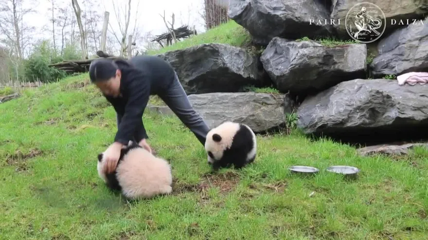 Primeros pasos de pandas gemelos