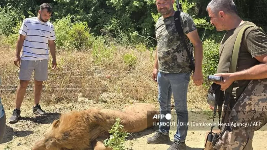 El león que fue asesinado a tiros después de atacar a un hombre.