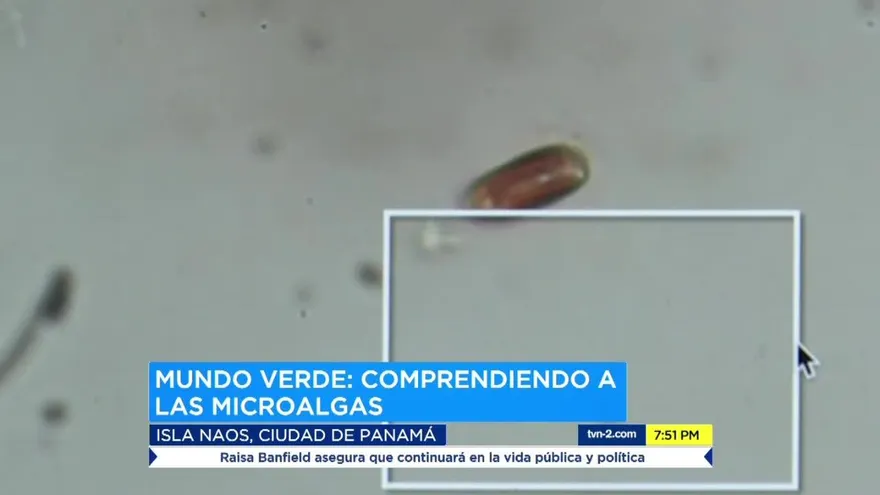 Científica puertorriqueña estudia las microalgas de aguas panameñas