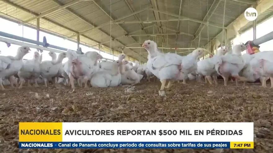 Avicultores tiene pérdidas por apagones de energía