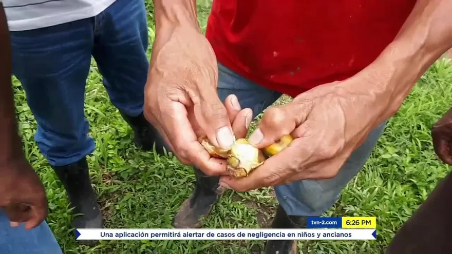 Una plaga acaba lentamente con el pixbae en Bocas del Toro