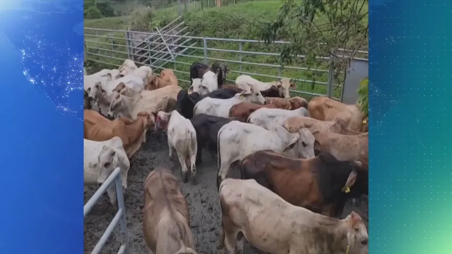 Recuperan novillos robados en Darién