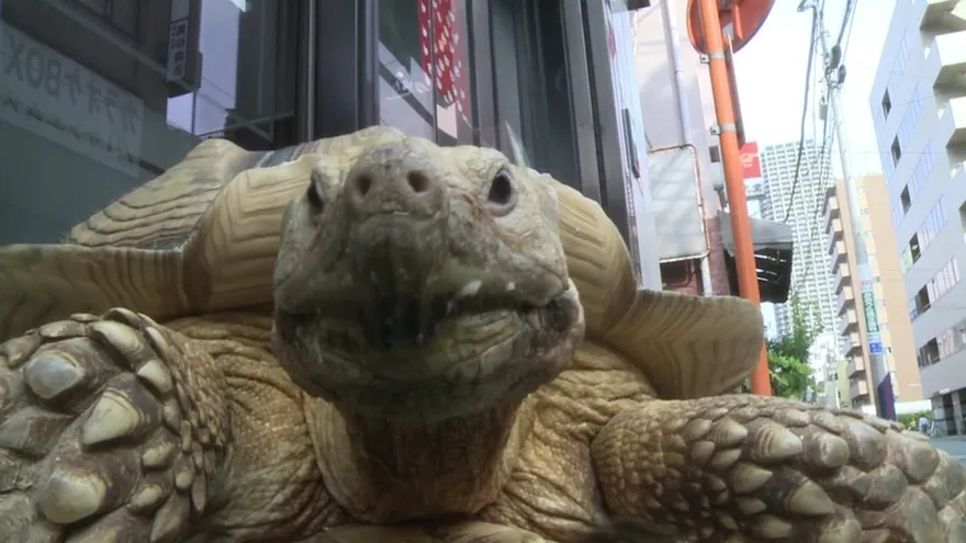 Tortuga gigante por las calles de Tokio