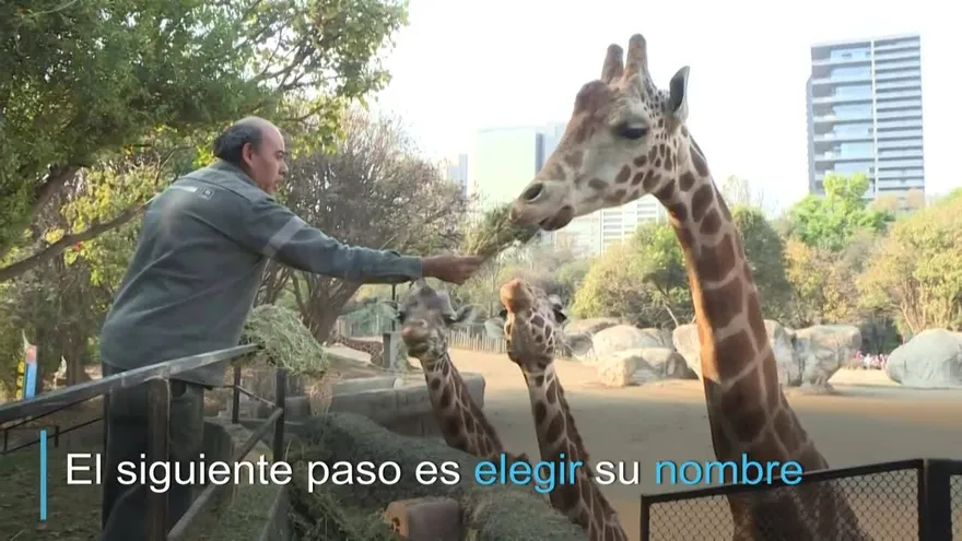 Conociendo a la nueva jirafa bebé mexicana