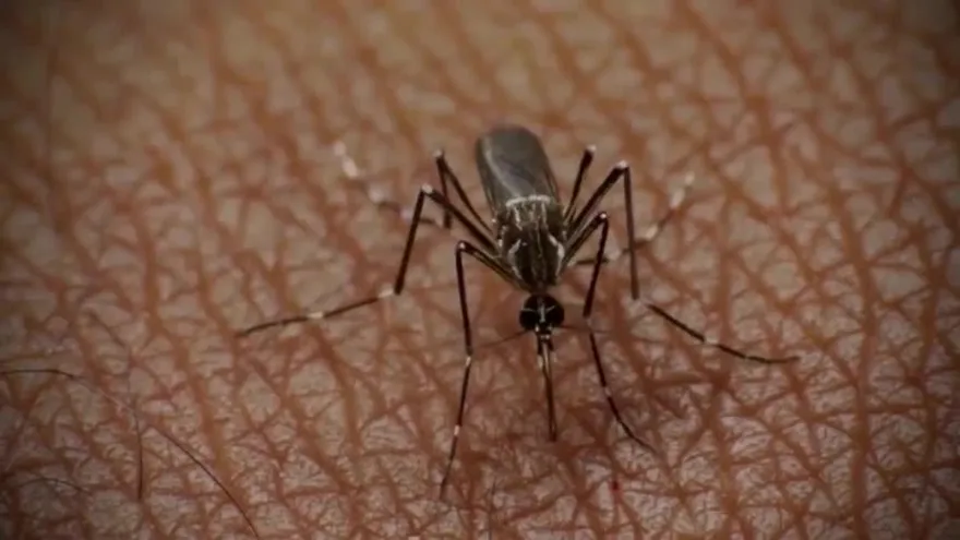 Realizan operativo en Bethania contra mosquito transmisor del Zika