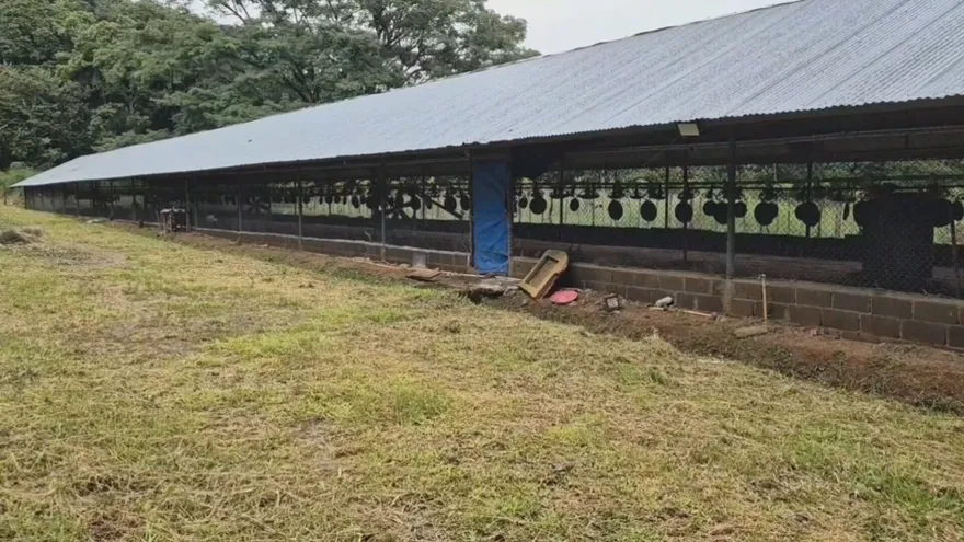 Galeras de pollos vacíos, en San Francisco, Veraguas, debido al brote de laringotraqueítis infecciosa aviar.