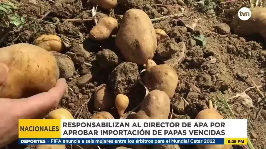 Denuncian ingreso de papas vencidas a Panamá