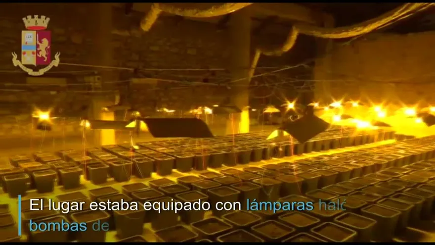 Italia: escondían plantación de marihuana... detrás de una ducha