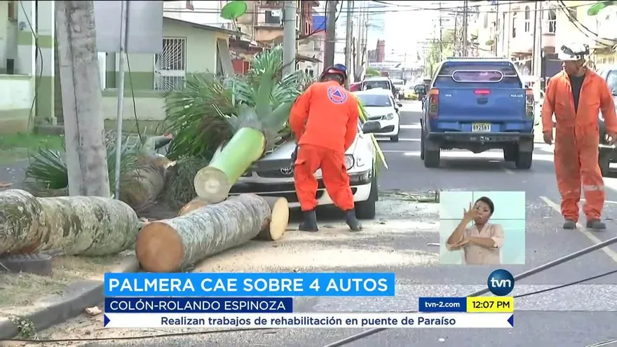 Palma cae y causa daños a cuatro vehículos en Colón