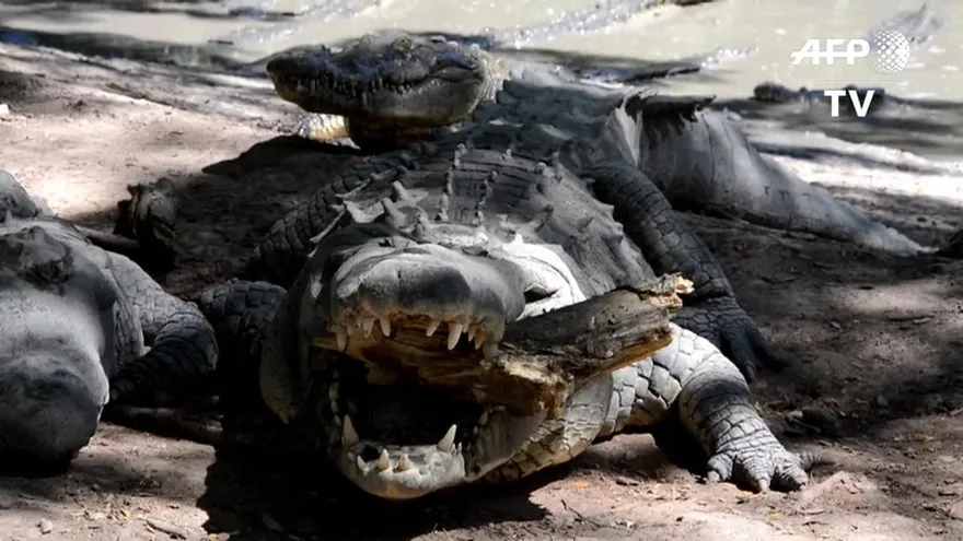 11.000 cocodrilos se mueren de hambre en Honduras