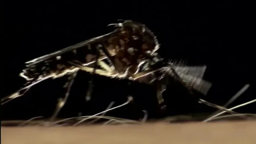 Minsa continúa con proyecto  de mosquito transgénico