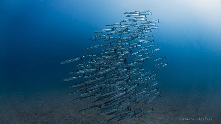 Una población de peces en el golfo de Panamá. Imagen con fines ilustrativos