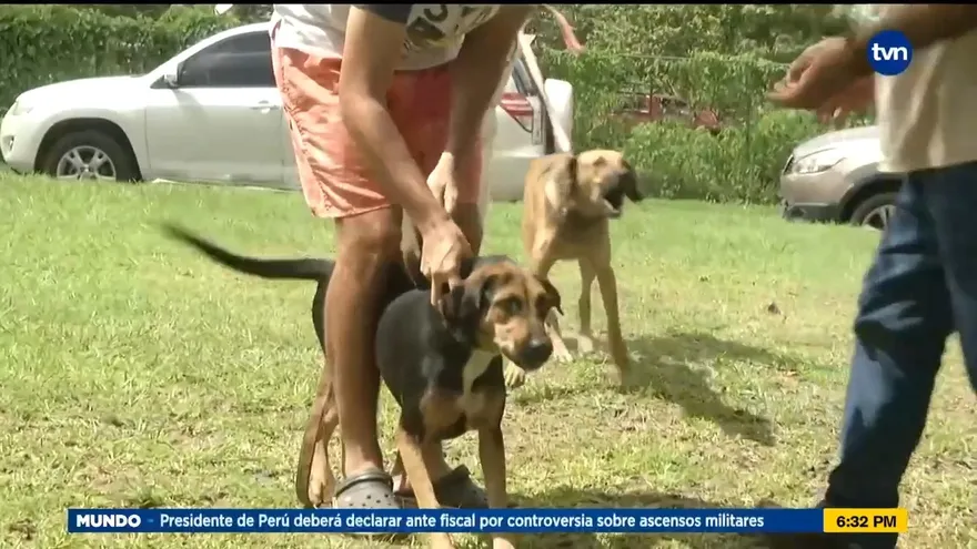 Mascotas reciben vacunas contra la rabia en Veraguas