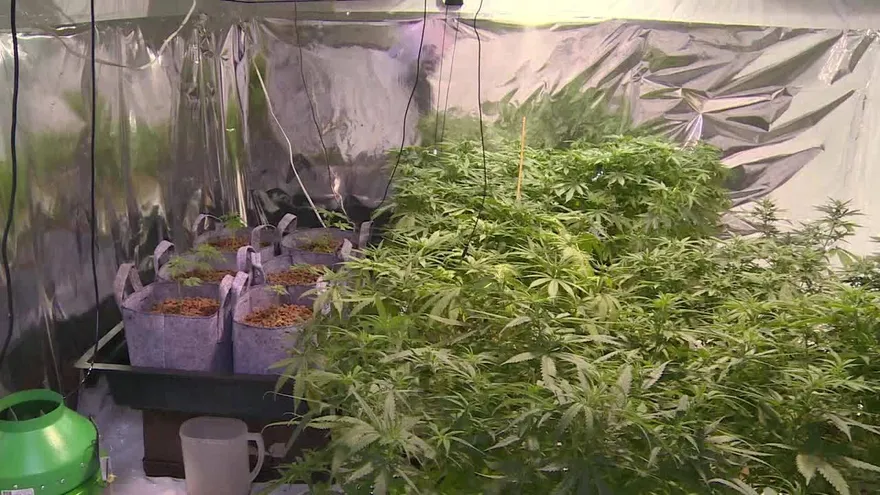 México aprueba uso medicinal de la marihuana