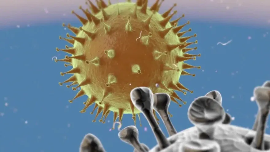 ¿Qué son los coronavirus?