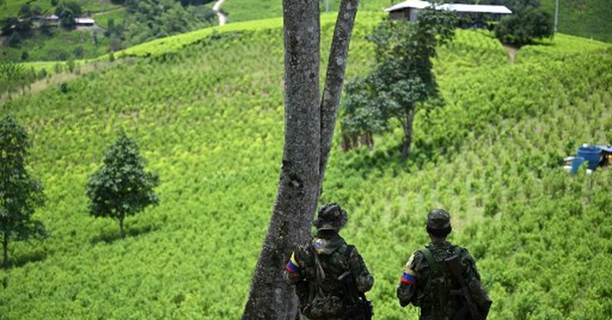 El conficto armado en Colombia amenaza con extinguir 44 especies de animales