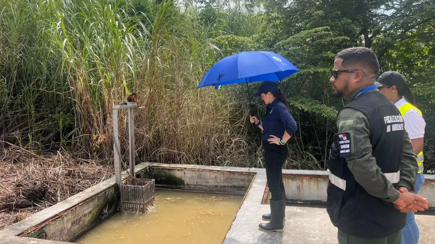 La Fiscalía Superior de Ambiente realizó una inspección ocular en una quebrada ubicada en Los Andes #2, en la entrada del PH Bella Natura, distrito de San Miguelito, como parte de una investigación por una supuesta descarga de aguas provenientes de una planta de tratamiento hacia fuentes hídricas.
