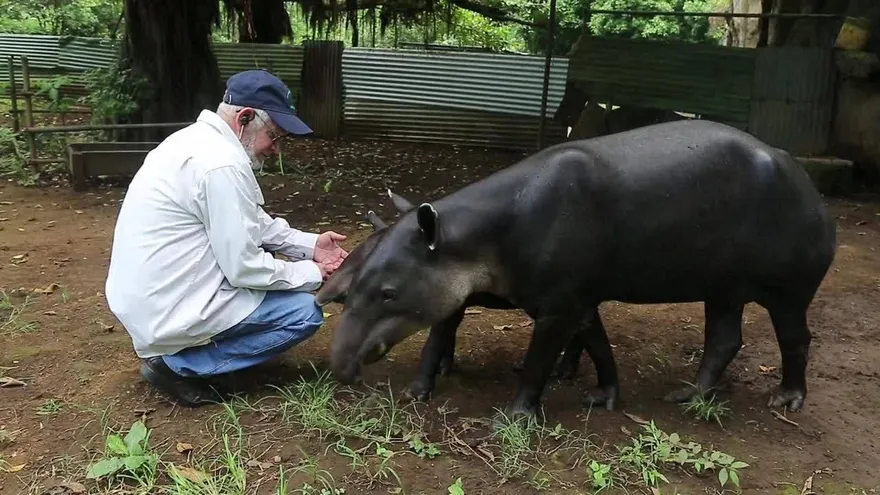 Nicaragua lucha para salvar tapires centroamericanos amenazados