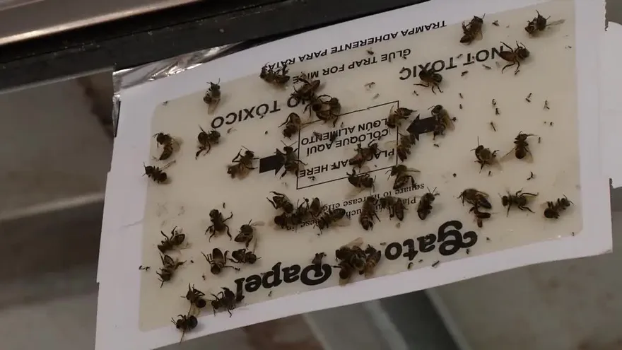 El peligro de ser picado por abejas