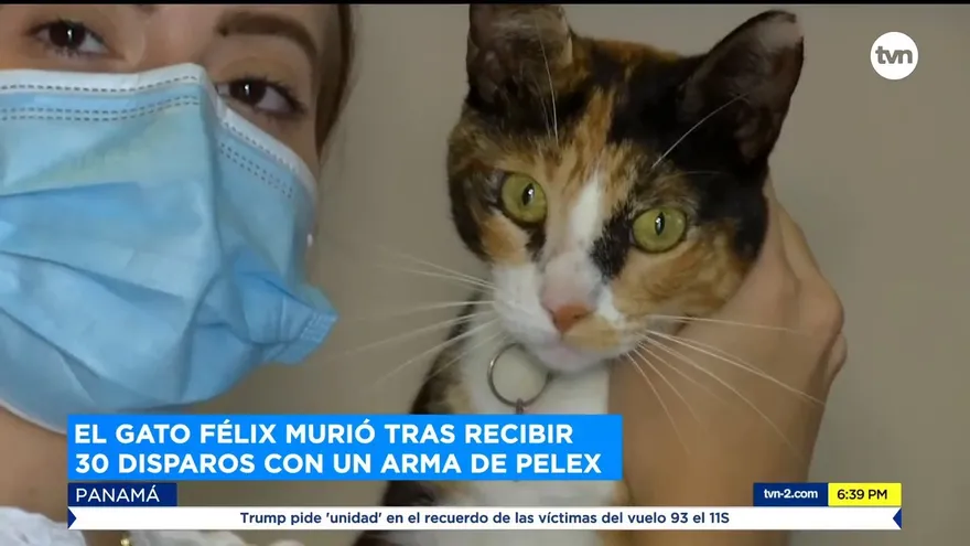 Gato murió tras recibir 30 disparos con un arma de pelex
