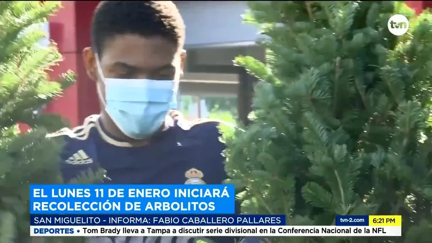 Realizan recolección de arbolitos en medio del confinamiento