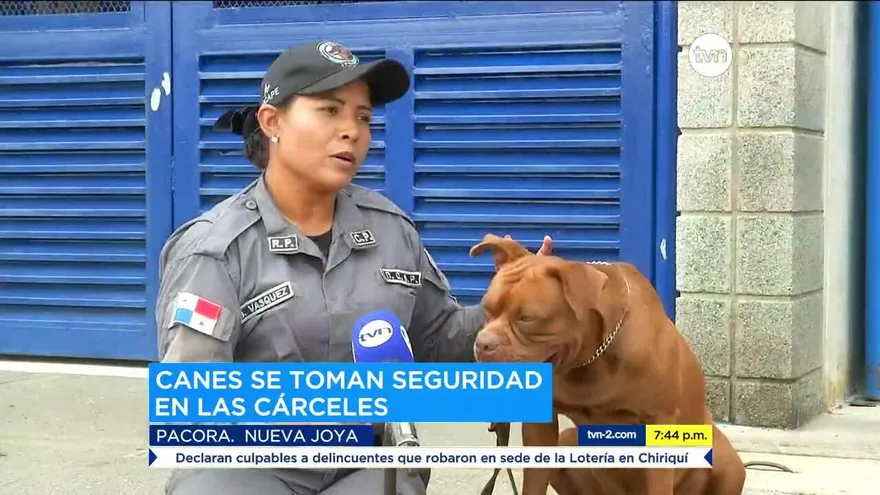 El uso de canes para controlar seguridad en los centros penitenciarios