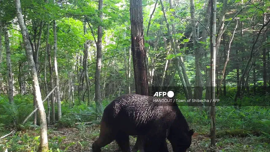 Un oso en una zona boscosa de Shibecha, Japón.
