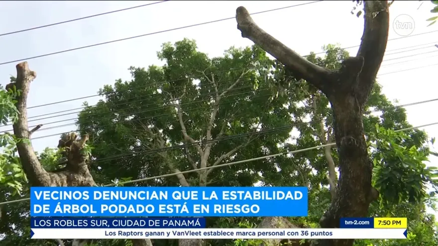 Críticas por poda desmedida de árboles en la capital
