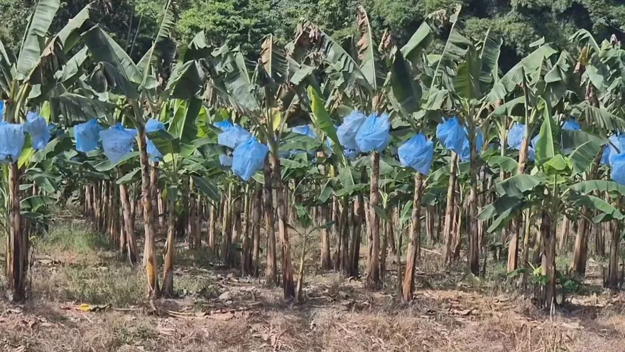 Productores de plátano en Bocas del Toro denuncian robos nocturnos y piden más vigilancia policial.