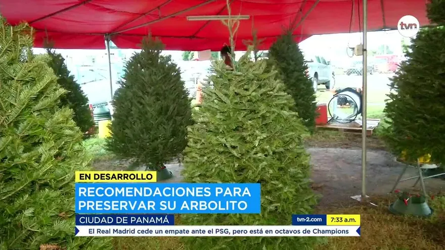 Recomendaciones para preservar los arbolitos de Navidad