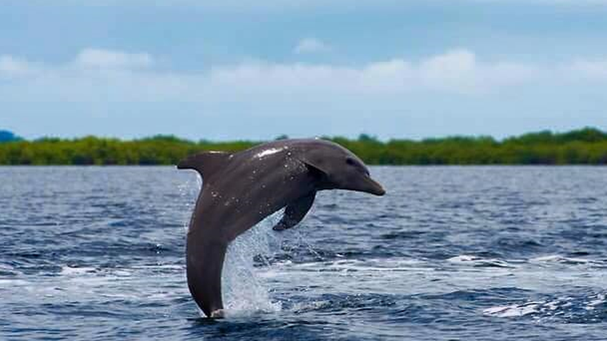 Delfines en la costa panameña