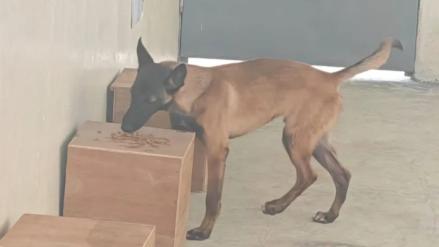 Cinco cachorros inician su entrenamiento para la detección de productos agropecuarios