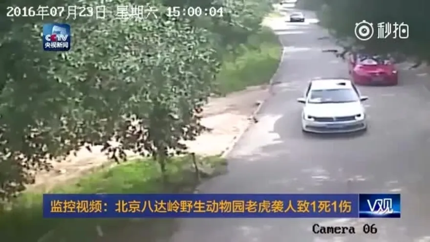 Tigre mata a una mujer durante safari en Pekín
