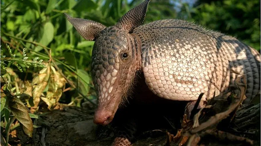 Fotografía facilitada por el Programa de Monitoreo de la Biodiversidad (PMB) en el Bajo Urubamba que muestra el armadillo de nueve bandas - Dasypus novemcinctus, una especie protegida que se encuentra en estado de conservación en la región del Cusco (Perú).
