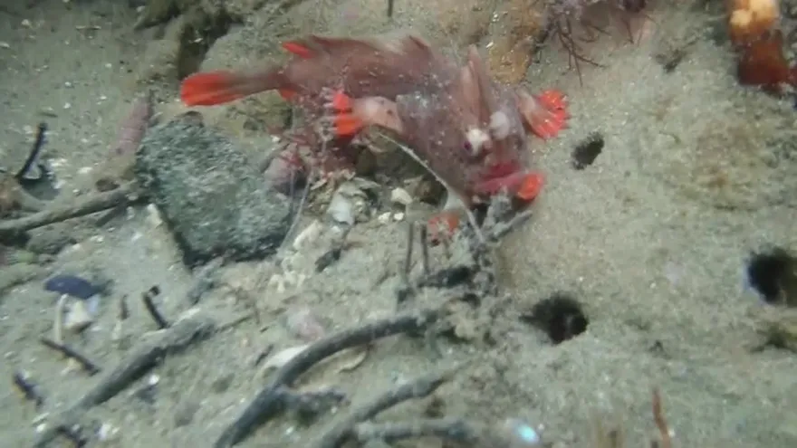 Descubren una pequeña población de peces que caminan en el sur de Australia