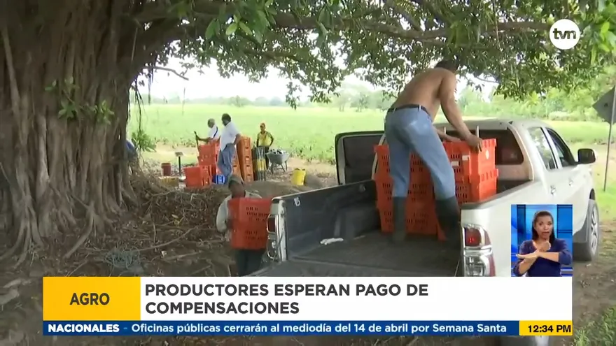 Productores de arroz siguen a la espera de pago por parte del gobierno
