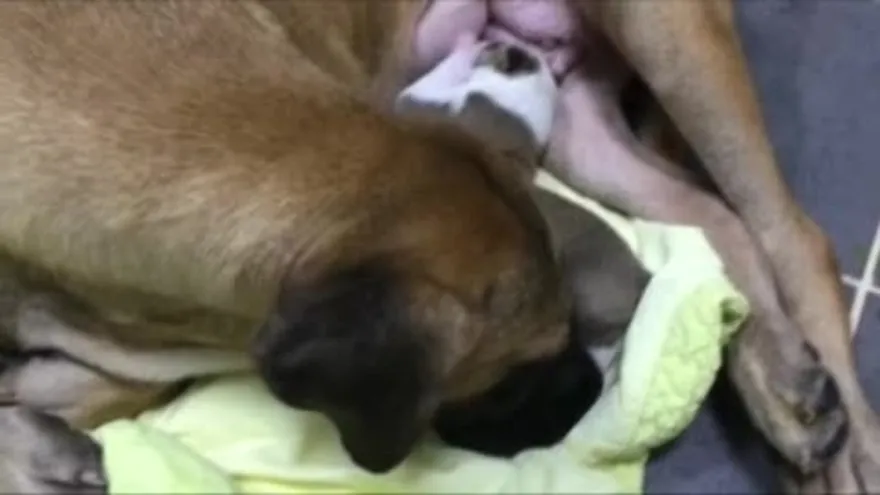 Una familia argentina "recupera" a su perro fallecido gracias a la clonación