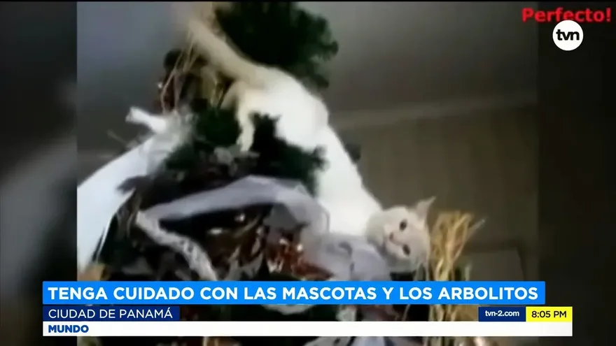 Tenga cuidado con las mascotas y las decoraciones navideñas