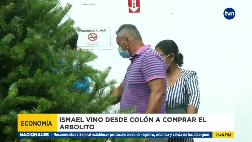 Comienzan a llegar los arbolitos de Navidad