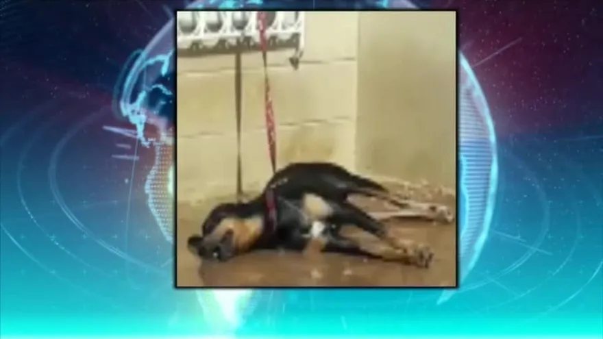 La muerte de Rocco genera indignación en redes sociales