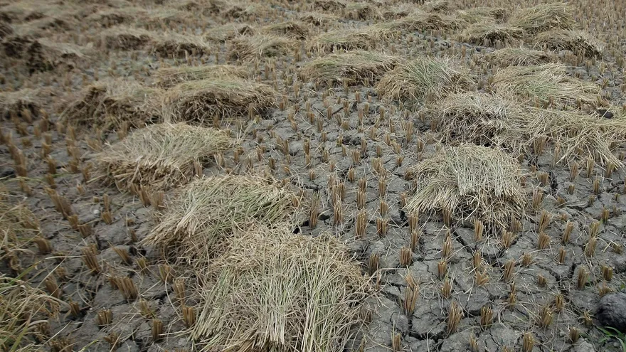 Fotografía de un campo de arroz afectado por la sequía, en Asturias, Isla de Cebú (Filipinas), en 2016