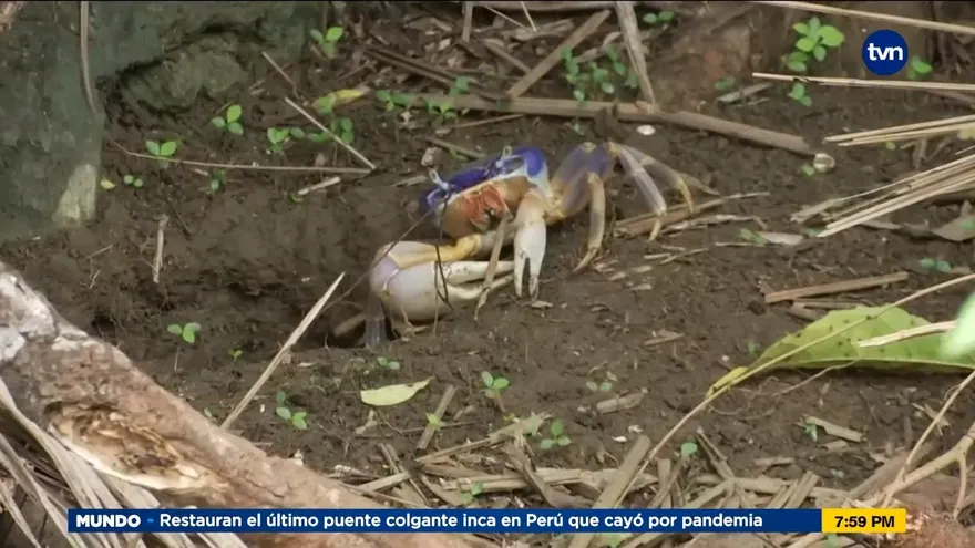 Mundo Verde: : El cangrejo azul