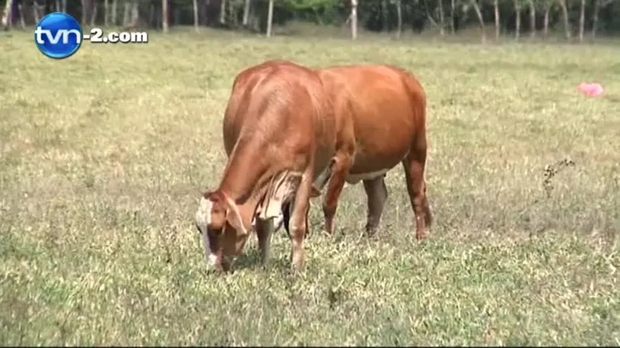 Mida instruye a productores y ganaderos para enfrentar posible sequía