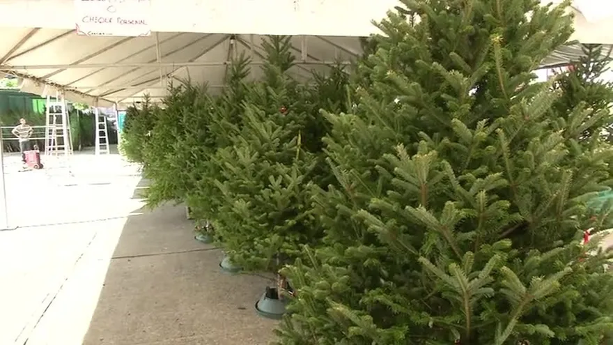 Recomendaciones y cuidados en la compra del árbol de navidad