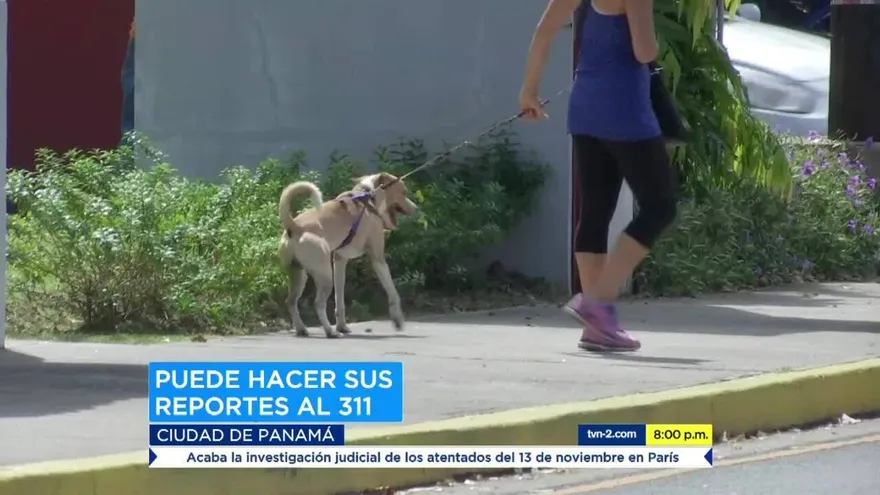 Aumentan denuncias por maltrato animal