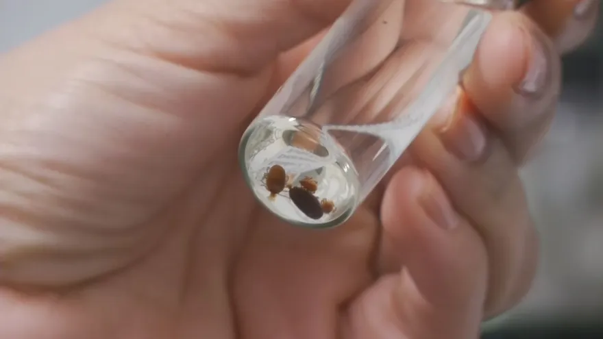 Ticks pose serious health risks in Panama, Gorgas Institute warns